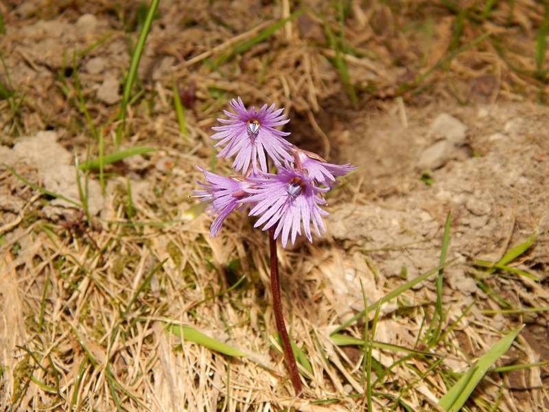 Soldanella alpina